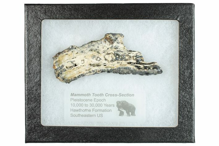 Mammoth Molar Slice With Case - South Carolina #291077